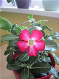 Adenium obesum